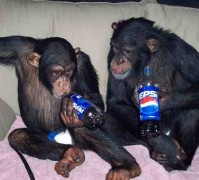 2 chimps on the loose in Las Vegas and one was killed after it charged a police officer