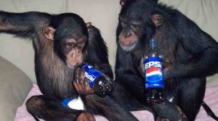 2 chimps on the loose in Las Vegas and one was killed after it charged a police officer