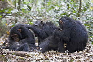 Deutsch: Eine Gruppe Schimpanse (Pan troglodyt...