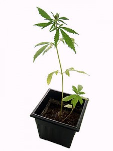 Marijuana grow houses can each have thousands of pot plants.