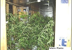 Photo of typical marijuana grow houses