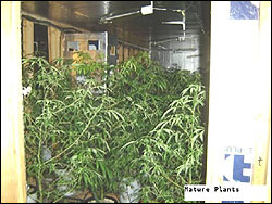 Image of cannabis plants in a grow house