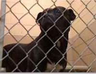 One of the pit bull that is quarantined in the pit bull attacks in South Carolina