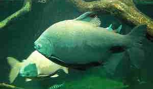 The pacu fish testicle biting risk has been exaggerated