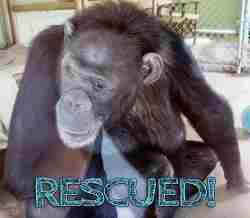 Terry the CHimp is finally free after spending nearly 20 years in isolation at the now closed small roadside Las vegas zoo which was run by a former cop.