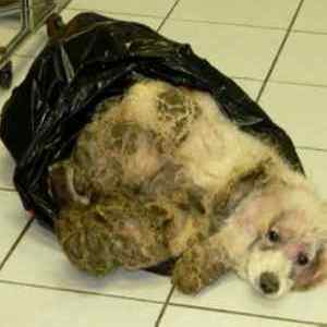 Sammy the dog was brought to a shelter in horrific condition.