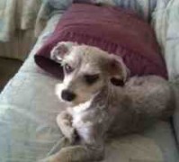 This little dog, a schnauzer mix, is unlikely to kill someone and is not considered a dangerous dog breed..
