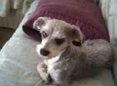 This little dog, a schnauzer mix, is unlikely to kill someone and is not considered a dangerous dog breed..